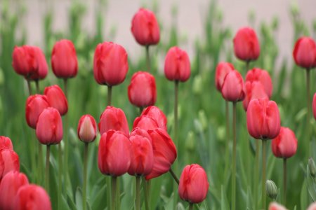 В Петербурге на фестивале тюльпанов были представлены 120 сортов цветов